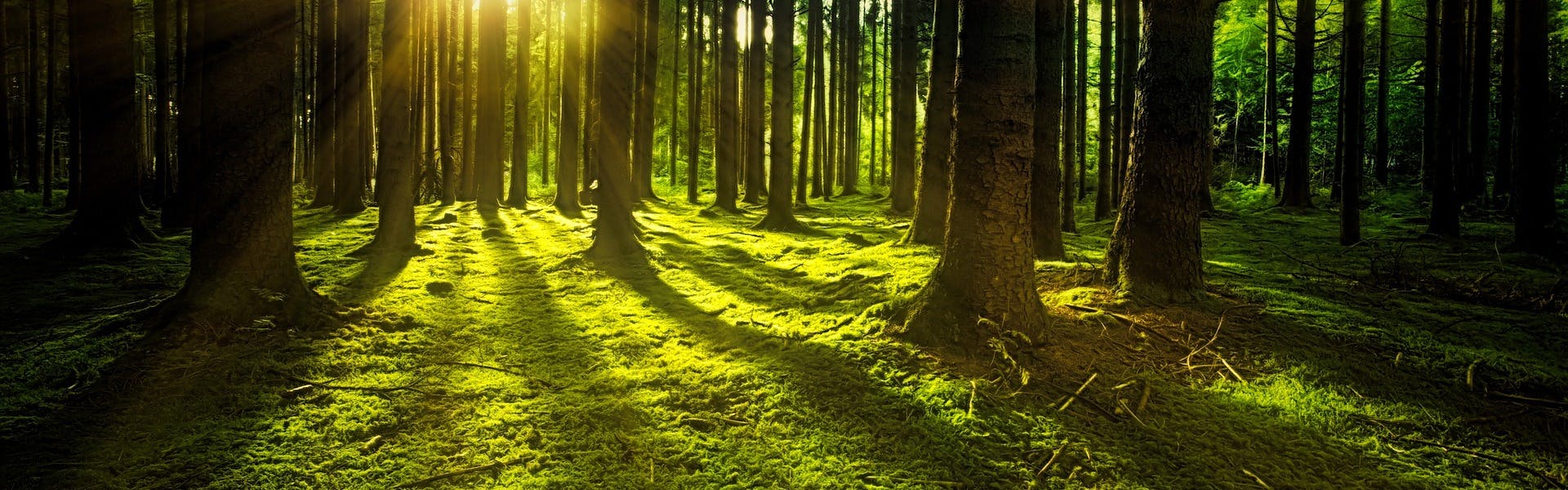 Bild Wald mit Sonne 