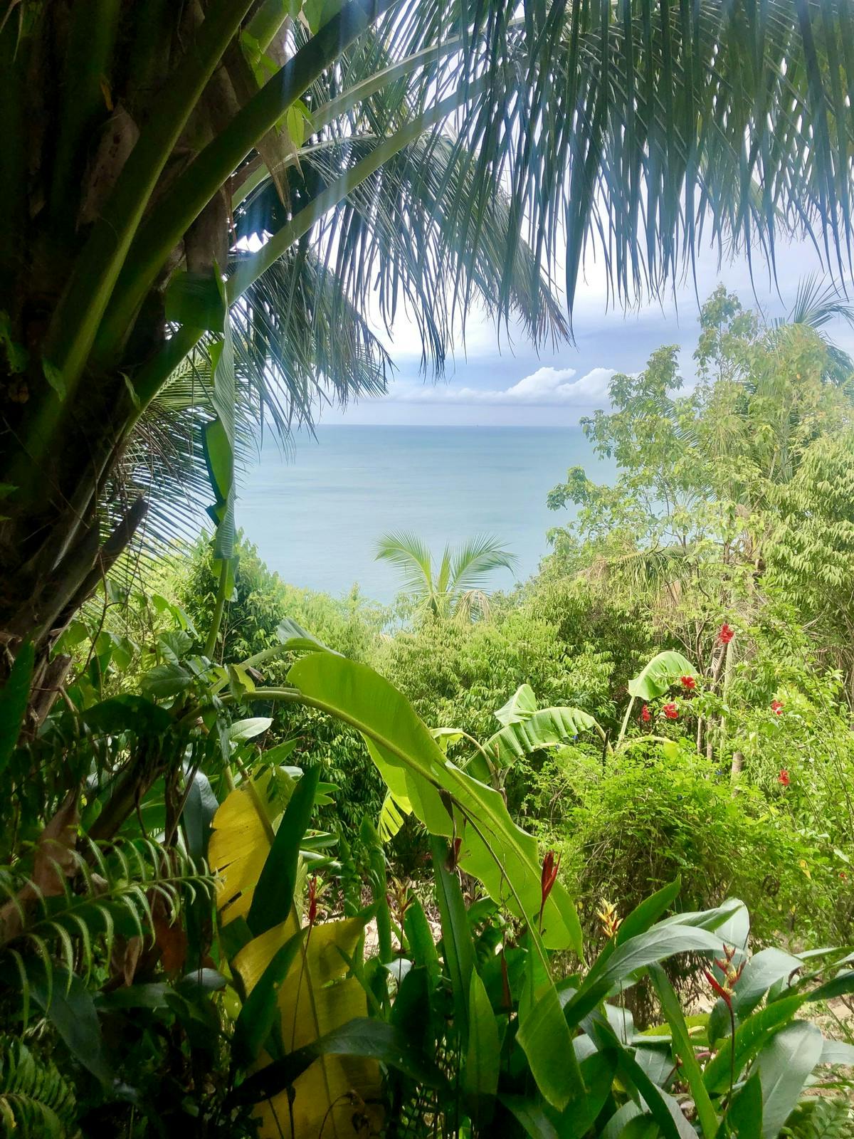 view of ocean from the jungle