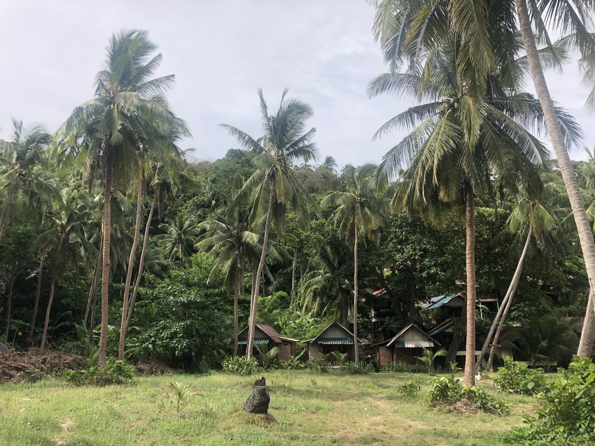 palms in front of the beach