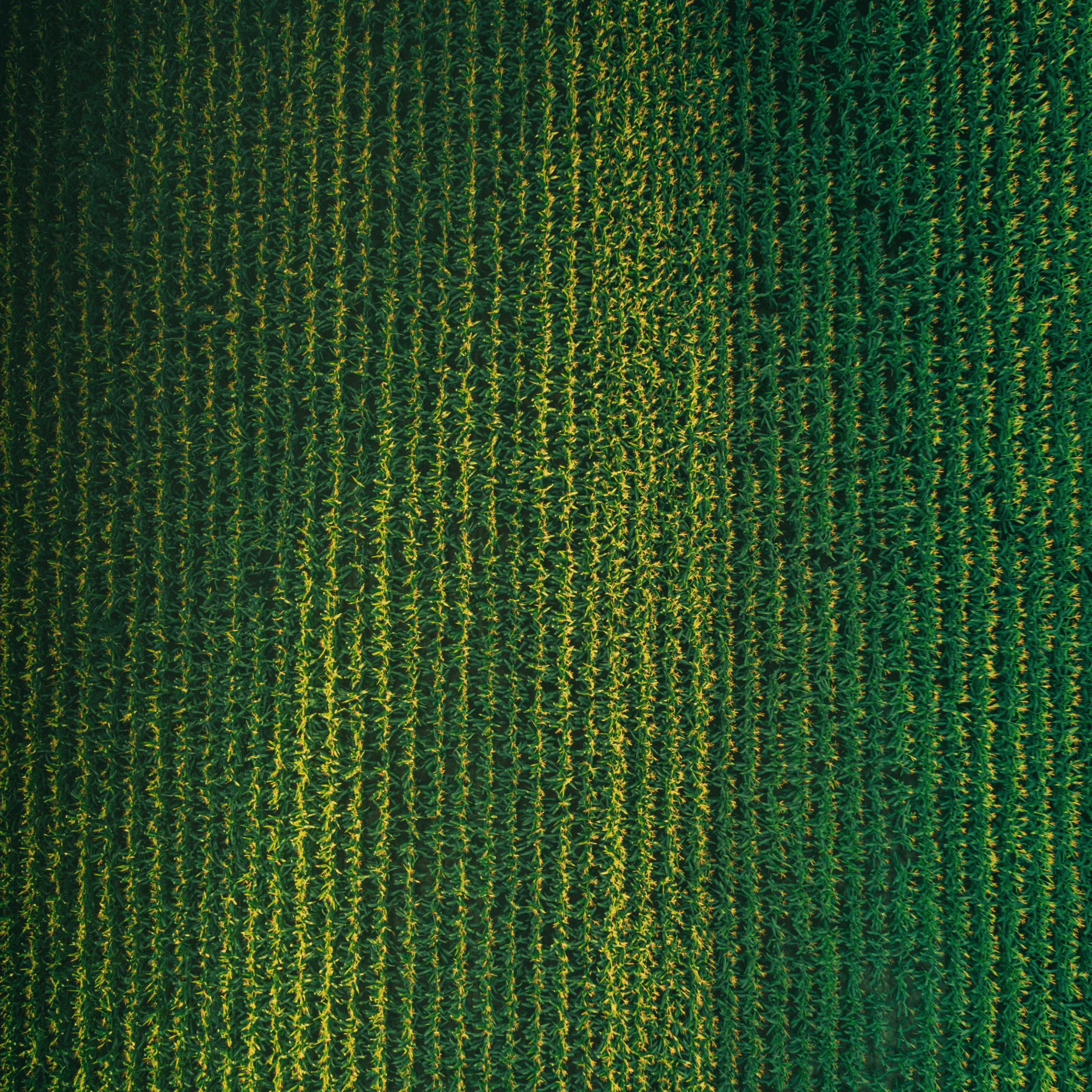 An overhead shot of a corn field