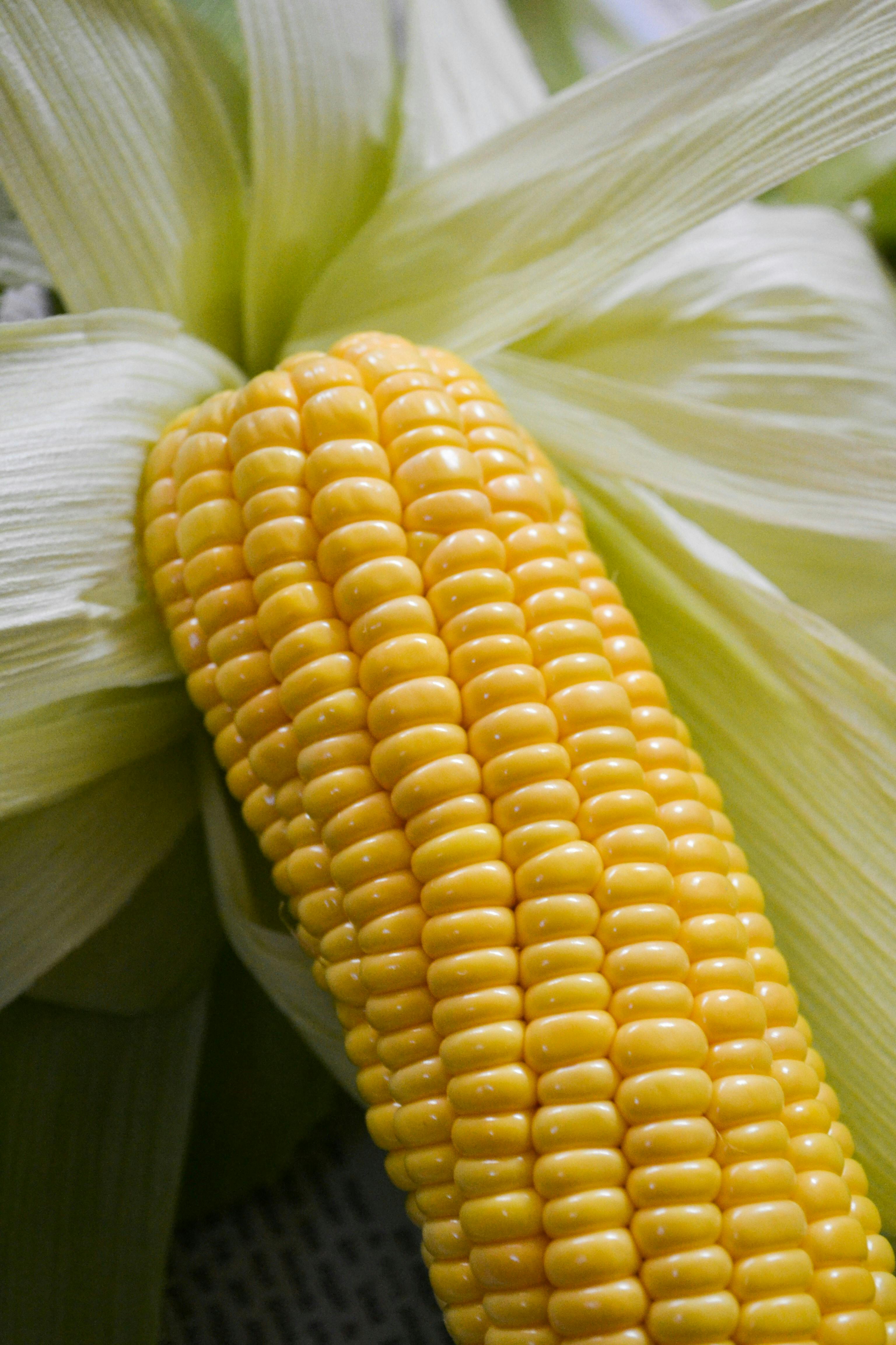 Close-up shot of a beautiful ear of corn