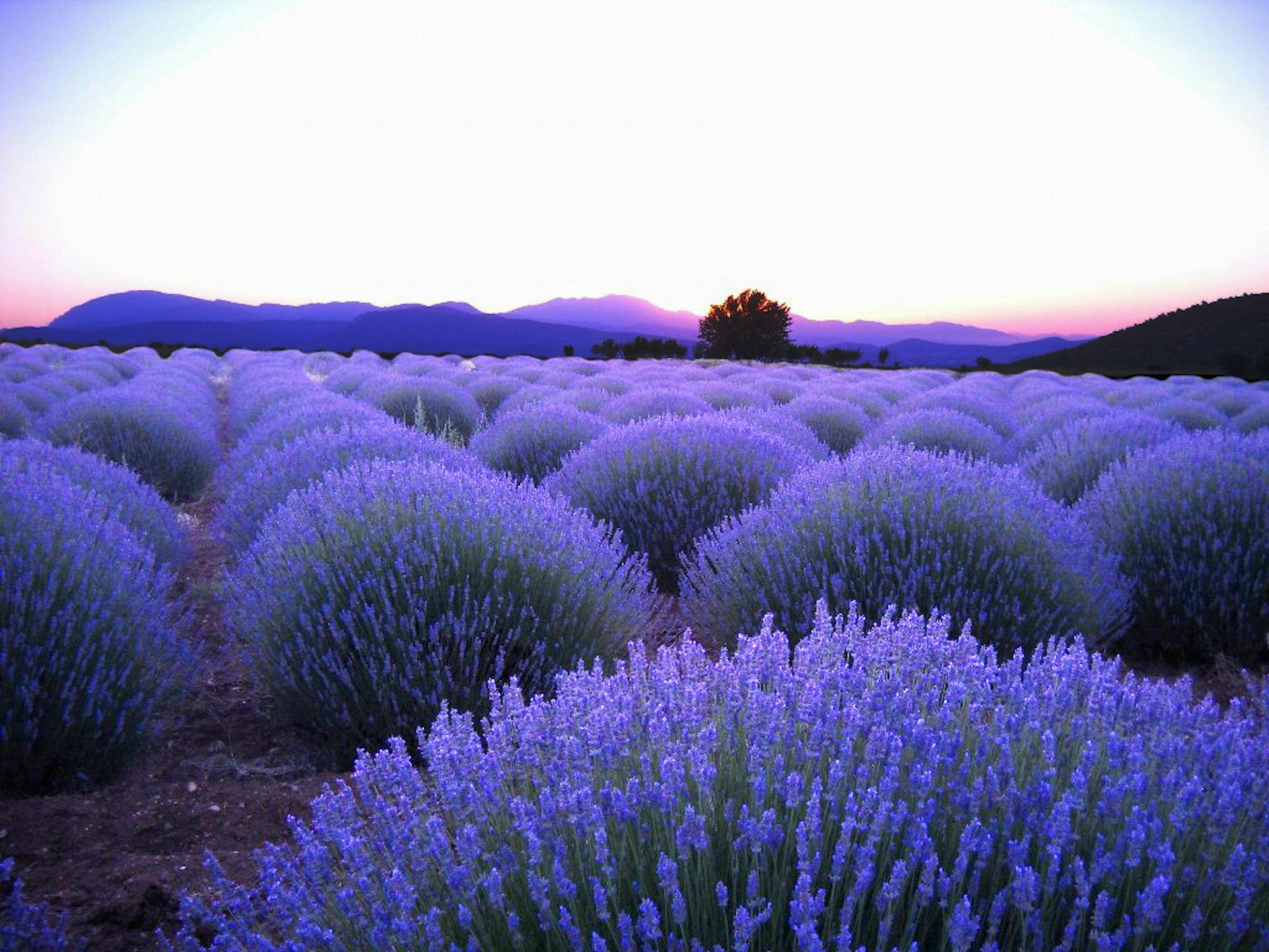 lavender field in Egirdir
