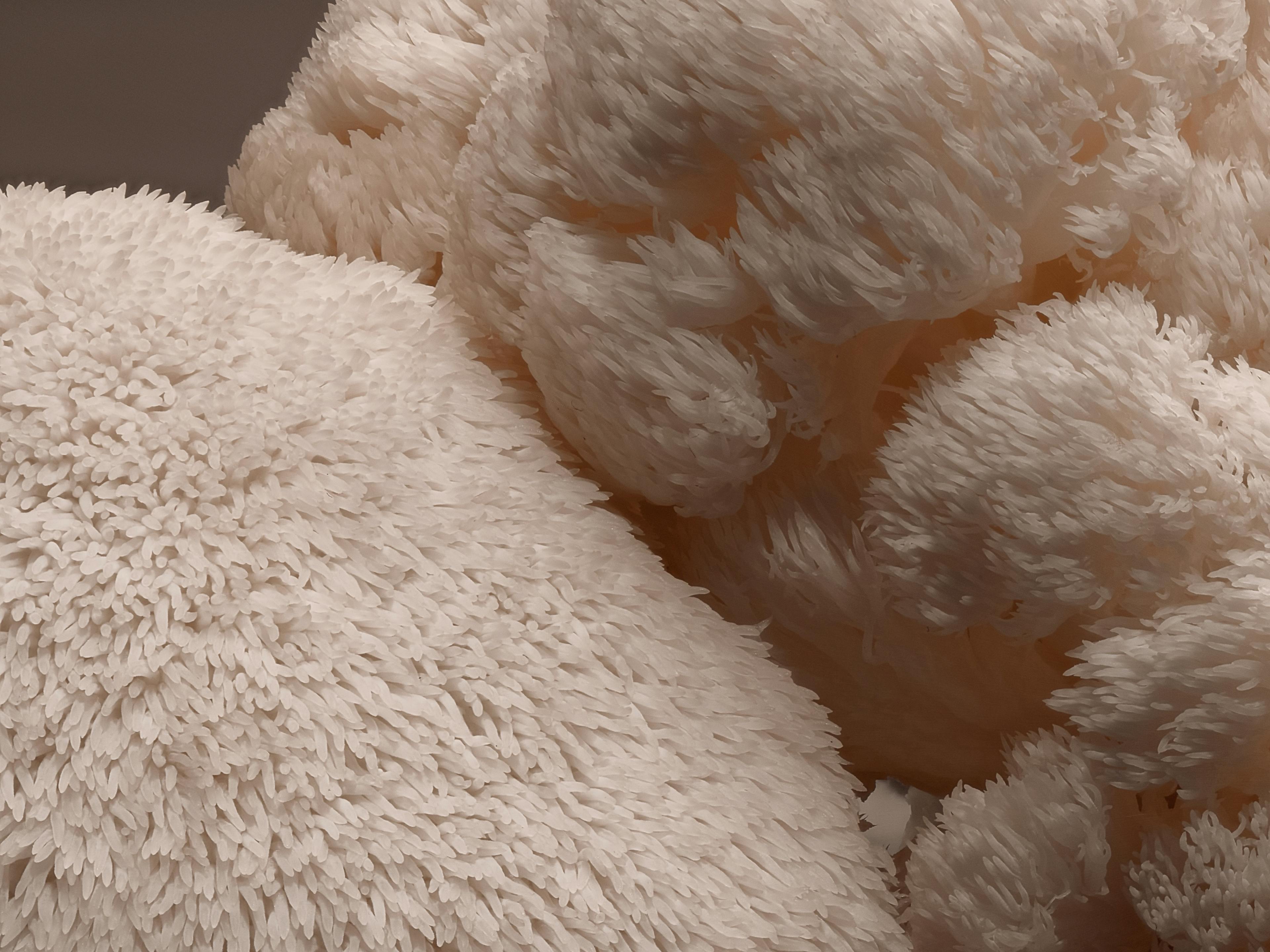 fungastique - lion's mane élixir biologique