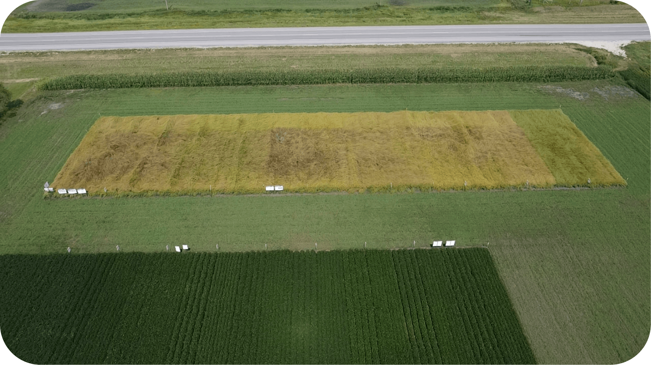 An arial view of the trial plot taken August 6, 2024.