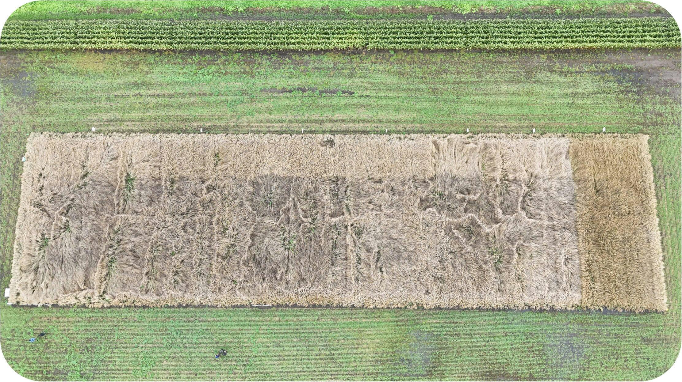 An arial view of the trial plot taken September 11, 2025 ahead of harvest.