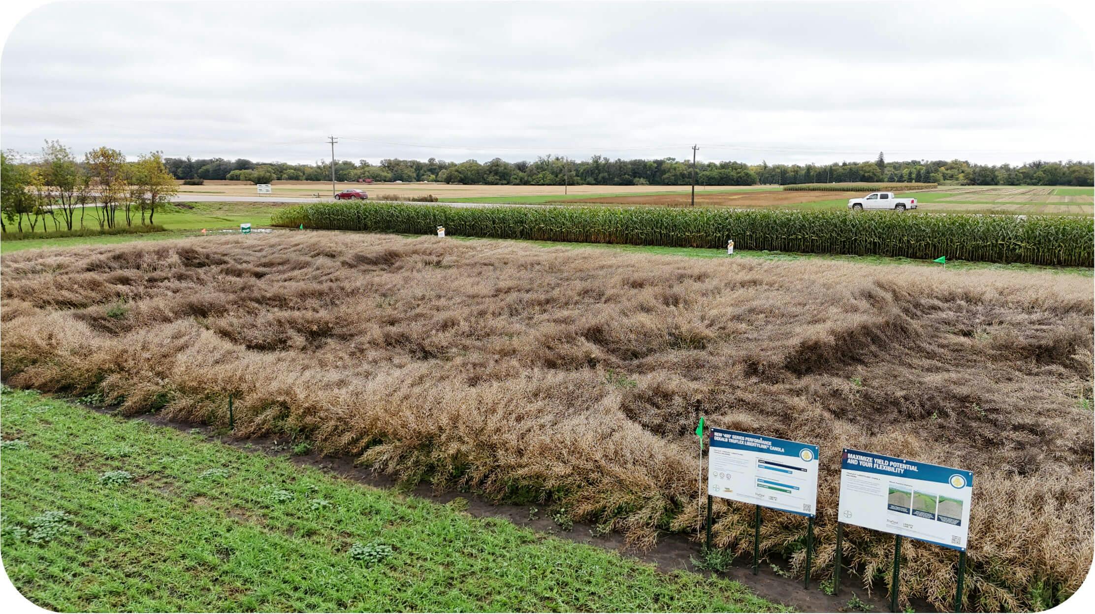 Photo of the trial plot on September 11, 2025 ahead of harvest. 