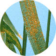 Wheat leaves showing symptoms of rust disease.
