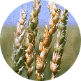  Close-up of wheat stalks.