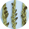 Wheat stalks with ergot