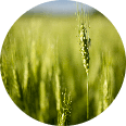 Close-up of a wheat field with a single stalk in focus, under a blue sky.