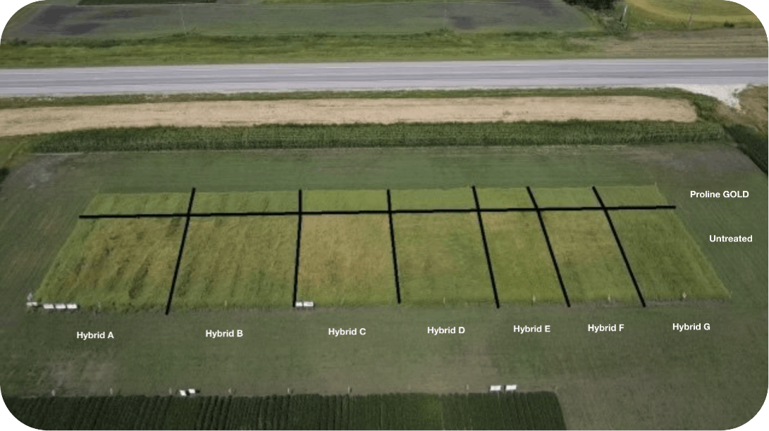 Arial view of the trial plot taken August 6, 2025. The image has an overlay showing the varieties planted and treated vs untreated.