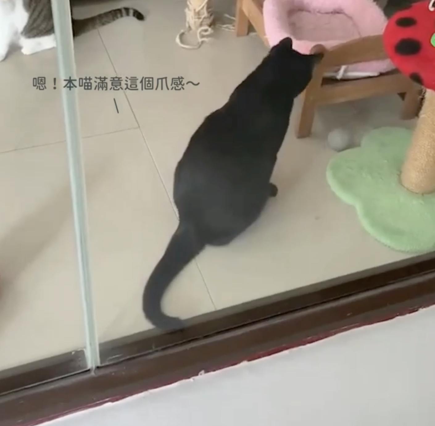 貓咪玩球