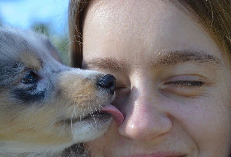 what does it mean if dog licks your face