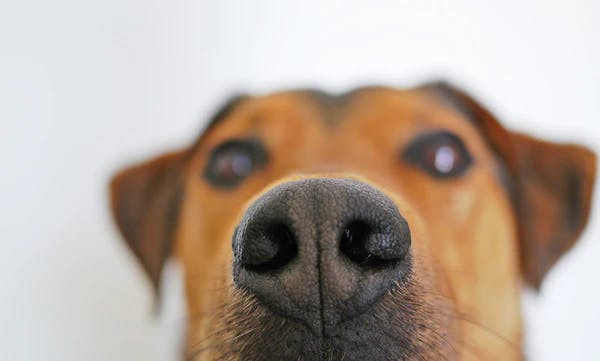 dog image