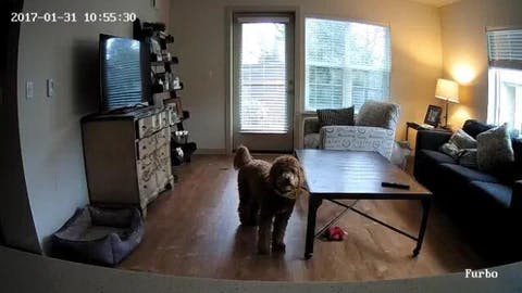Furbo camera view