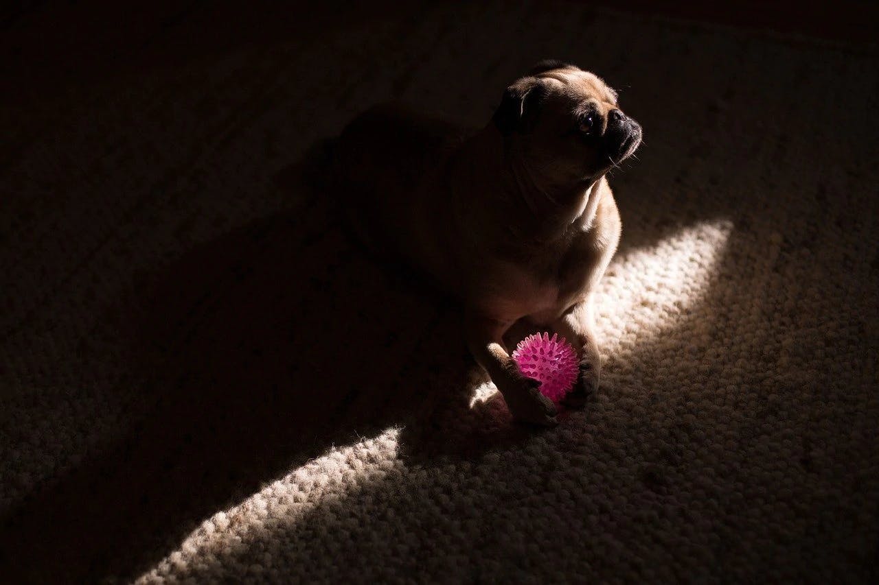 Leaving a puppy sale alone at night