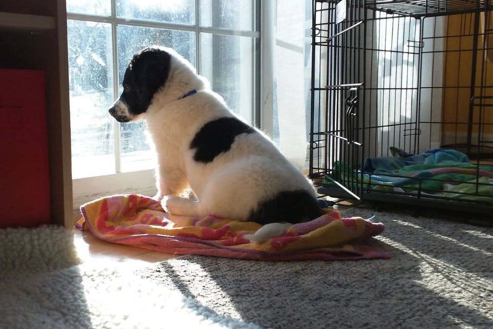 dog looking outside