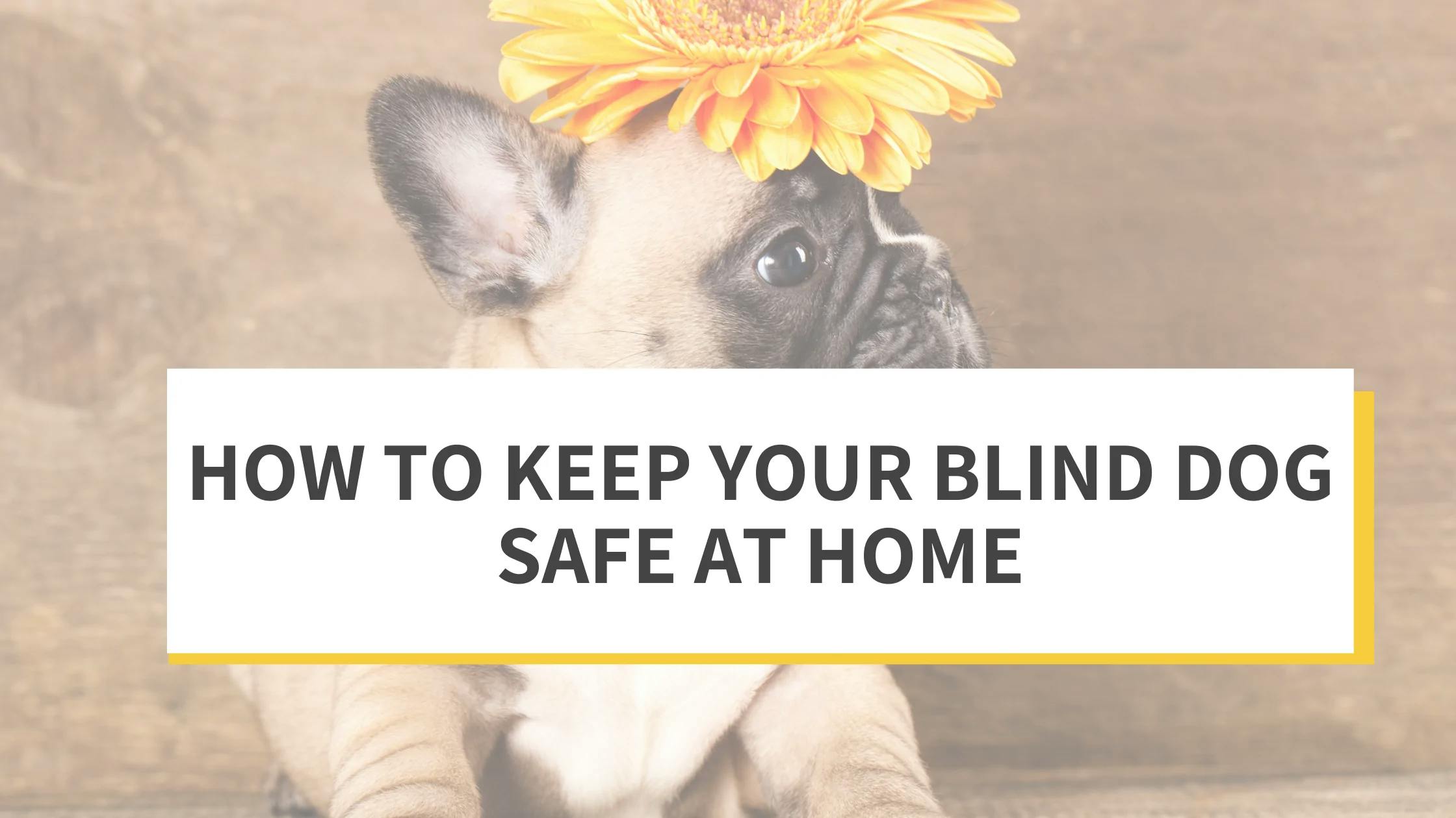 Living With a Blind Dog: Ways to Keep Your Canine Companion Safe