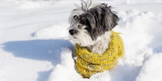 Winter Is Here! 7 Tips To Keep Your Dog Warm This Winter!