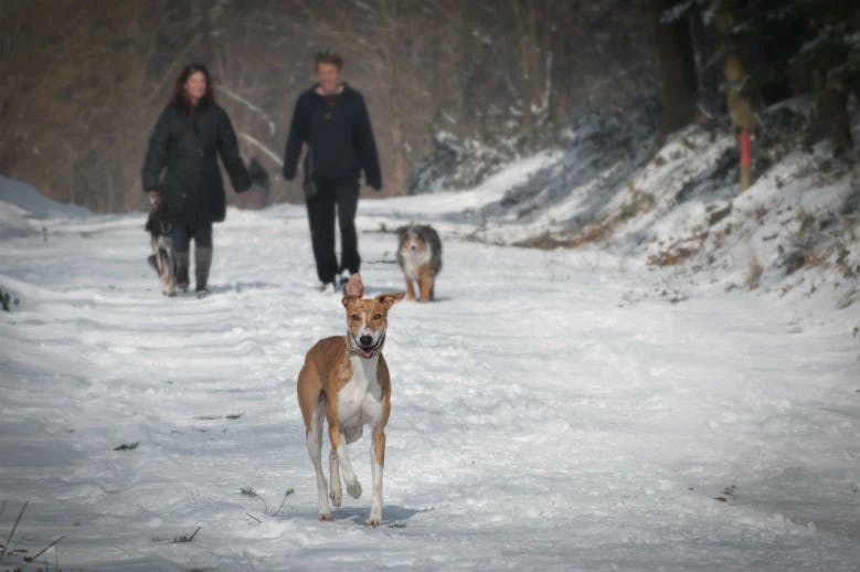 walking dog