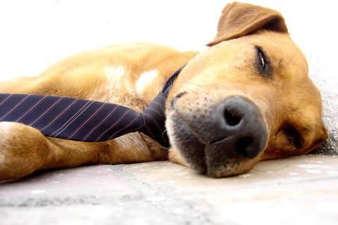 Bring your dog to work