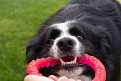 How to Use Toys as Rewards in Dog Training