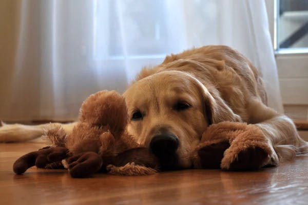 Dogs with seperation anxiety