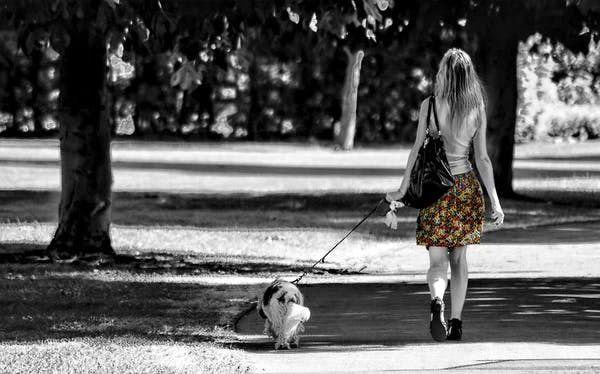 take dog for a wak image