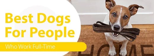 Best dogs hot sale for working people