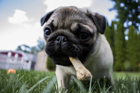 what dog treats to avoid