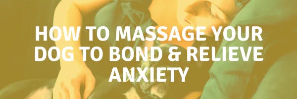 Massage for on sale dogs with anxiety