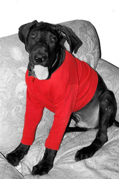 dog with cloths