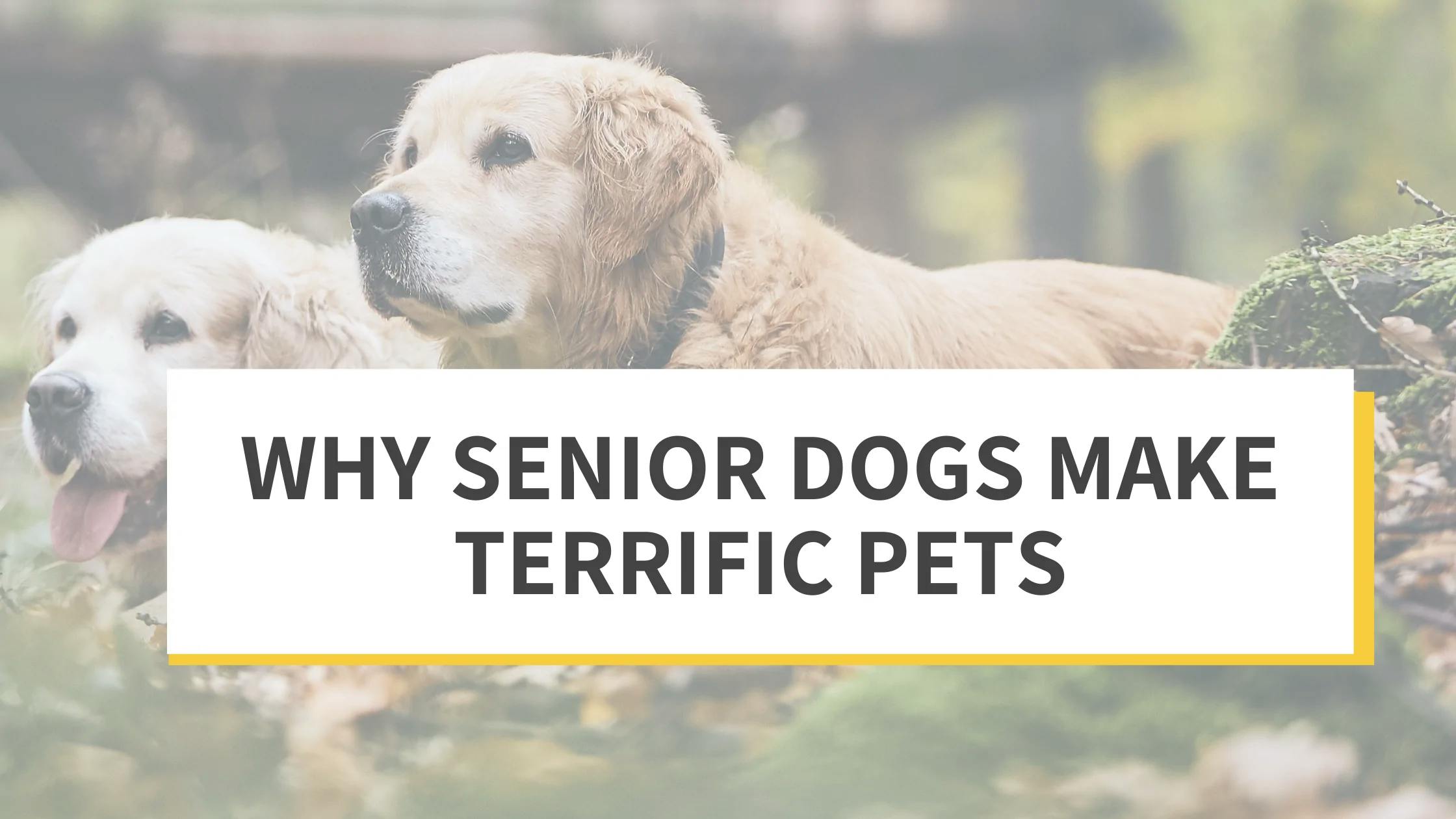 Why Senior Dogs Make Terrific Pets