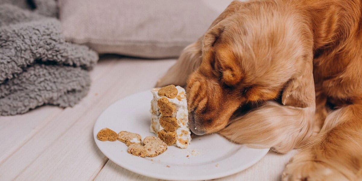 A photo of a cocker spaniel eating a piece of cake
