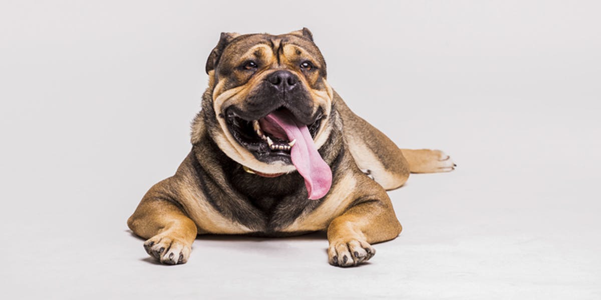 Dog panting heavily