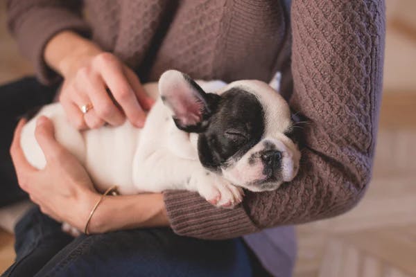 hugging dogs image