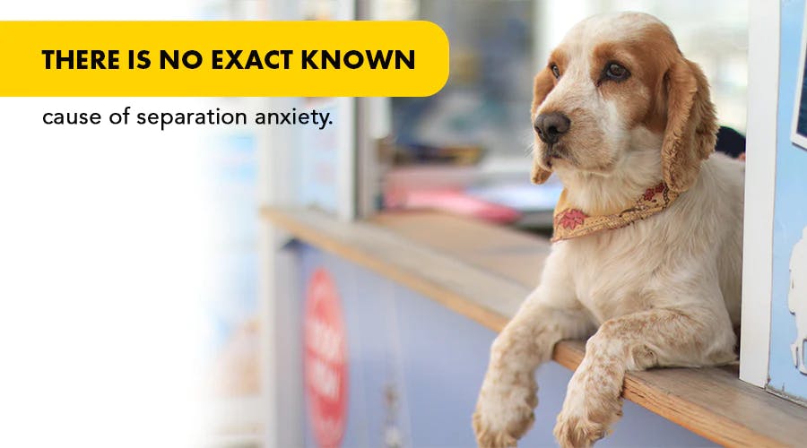 what causes dog anxiety