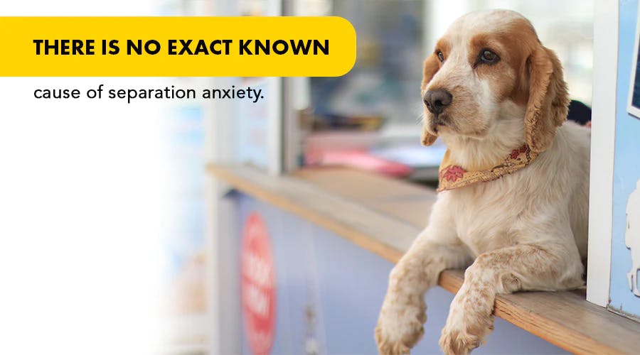 There is no exact known cause of separation anxiety