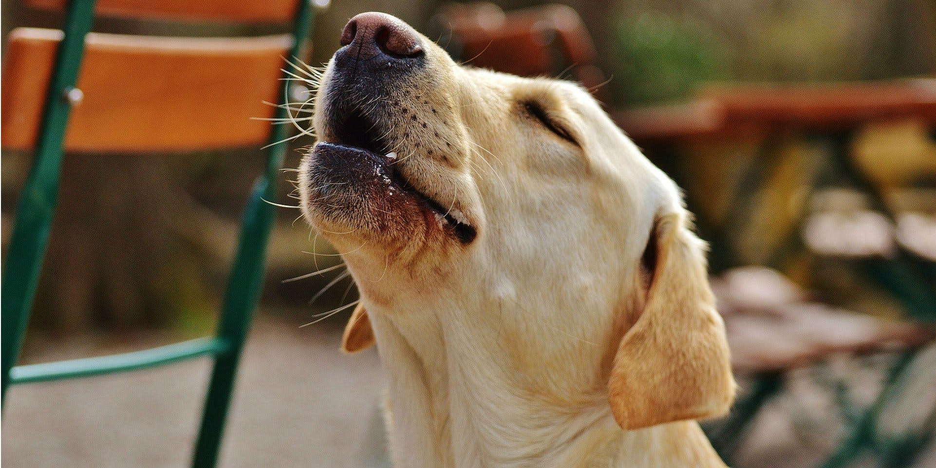 do dogs howl when they are in pain