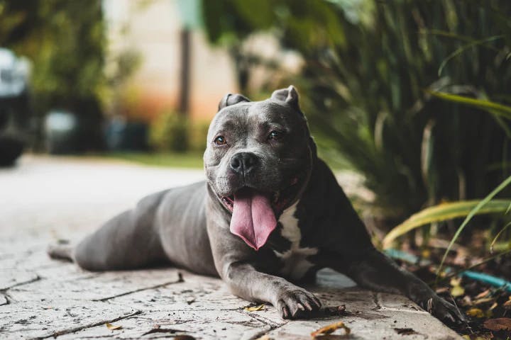 dog image