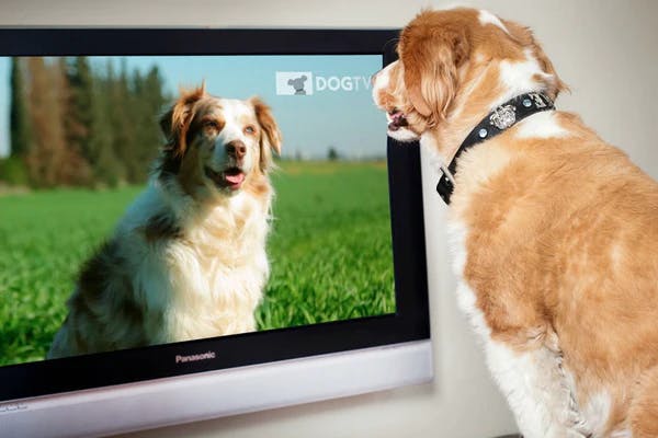 dog TV