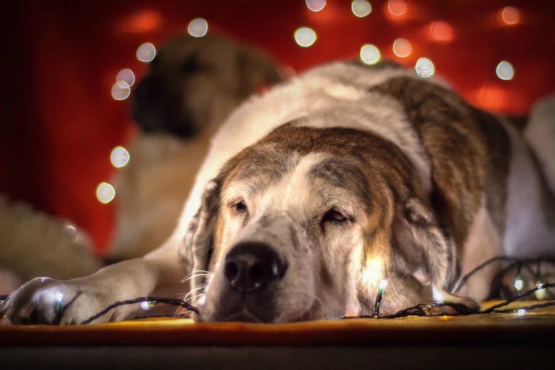 sleeping dog