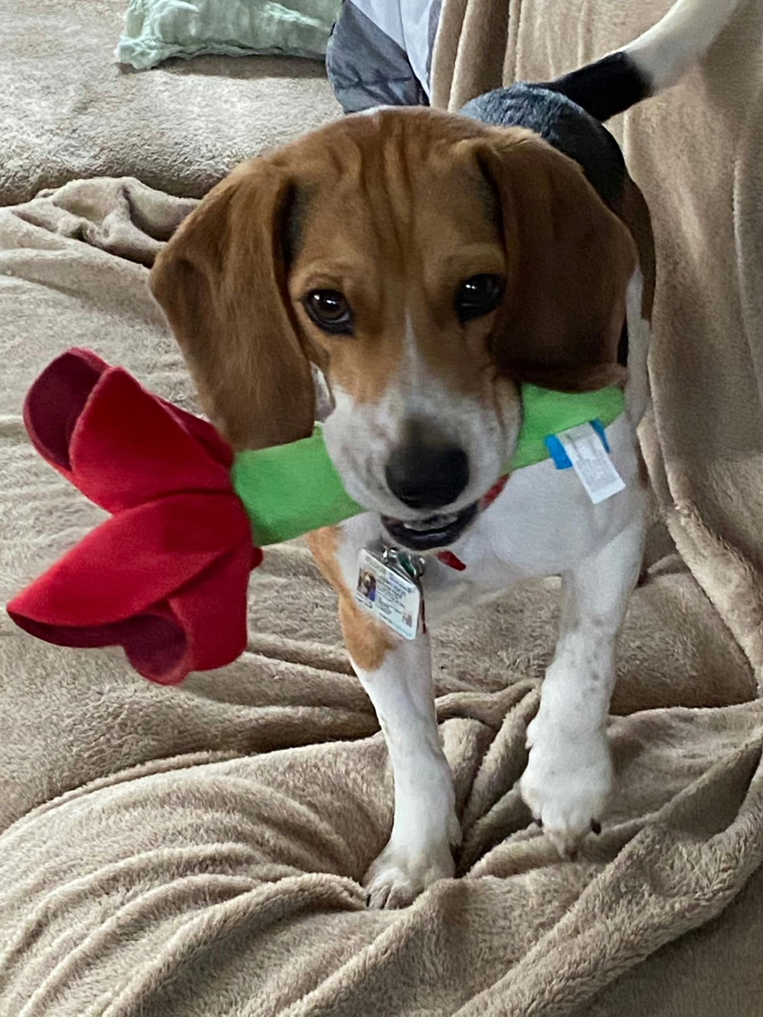 beagle harrier wags its tail