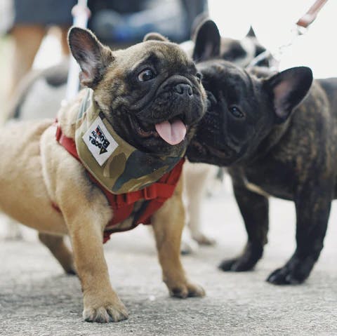 happy dog image