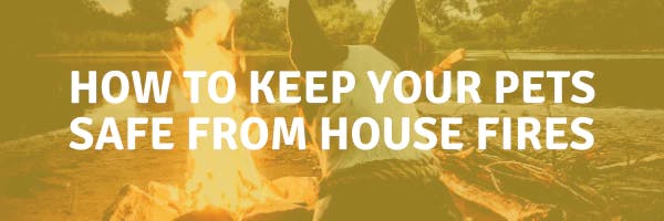 National Pet Fire Safety Day — How to Keep Your Pets Safe from House Fires