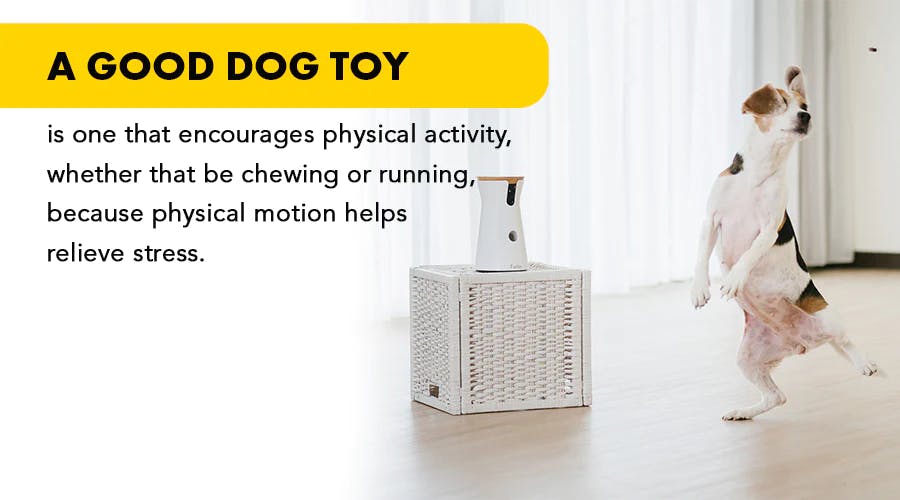 Best 5 Dog Toys For Separation Anxiety - DodoWell - The Dodo