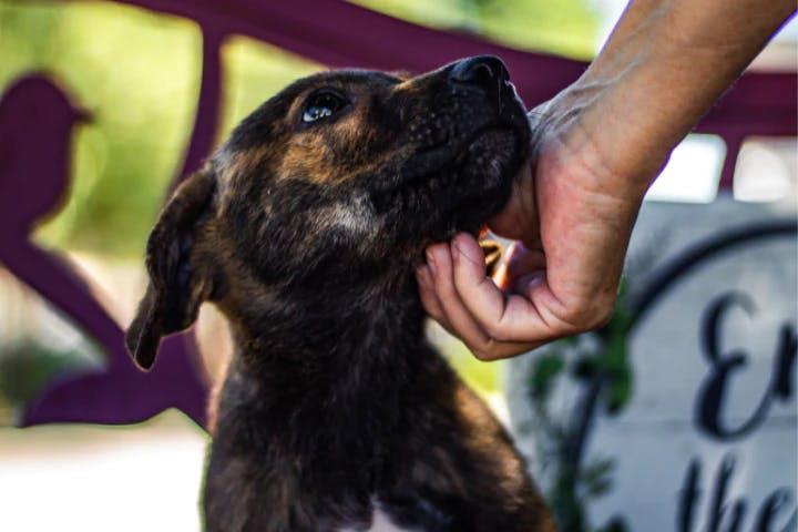 dog image