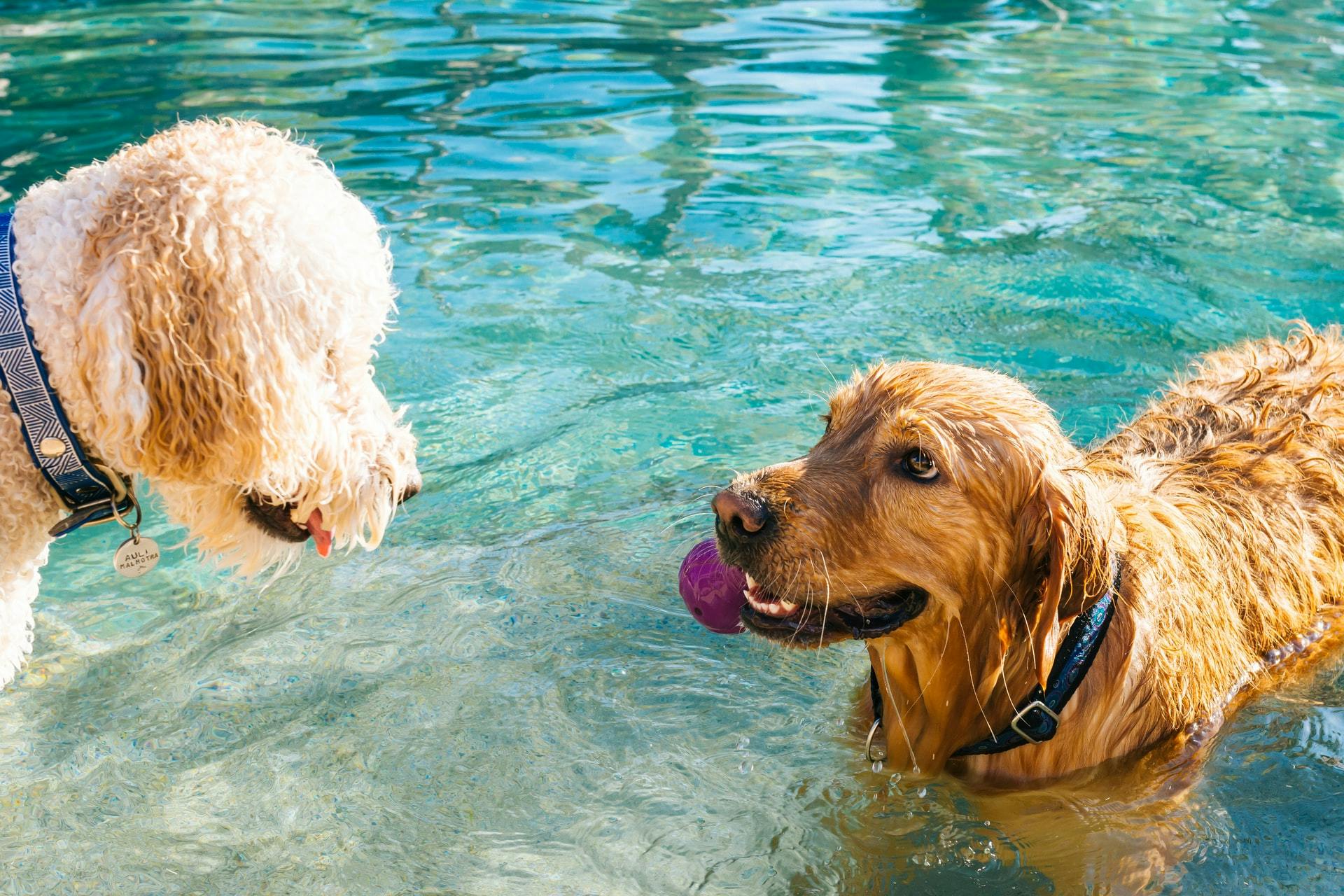 Dogs playing in pool