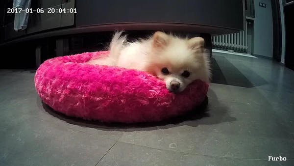 can a pomeranian stay alone