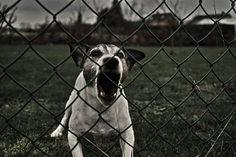 barking dog